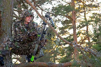 Bow hunter in tree