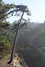 Tree in Shore Acres Park, Oregon coast