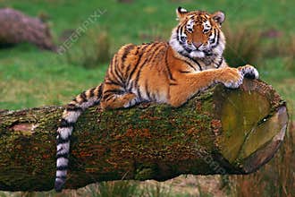 Siberian tiger