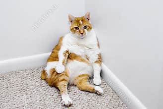 Cat Sitting In Corner