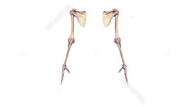 Upper Limbs with ligaments