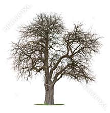 Dry Apple Tree