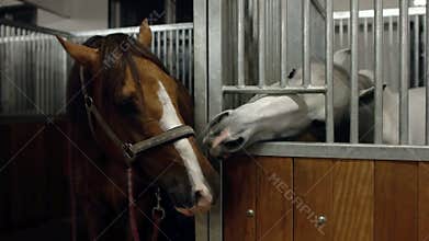 Two horses kissing in stables. Two horse kissing together. Brown and white horse are kissing.