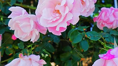 Blooming in the rose garden