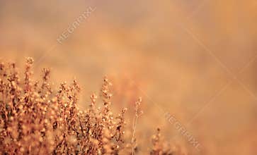 Dried babys breath