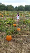 Finding a Pumpkin