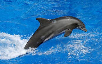 Dolphin