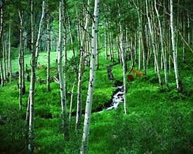 Aspen Grove Ranch, Maroon Bells, Colorado