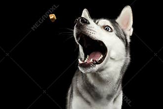 Siberian Husky Dog on Black Background