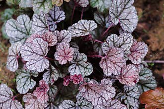 Heuchera `Sugar Frosting` closeup in summer garden.