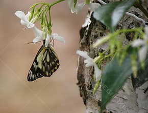 Butterfly on Flower