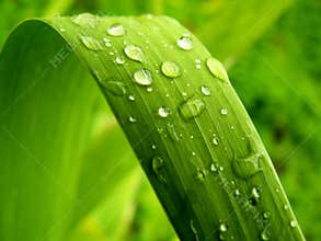 Gentile leaf