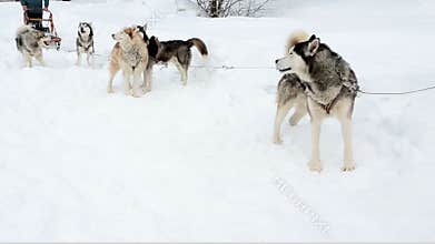 Sled dog sled polar dogs fluffy husky stand in anticipation of the team.