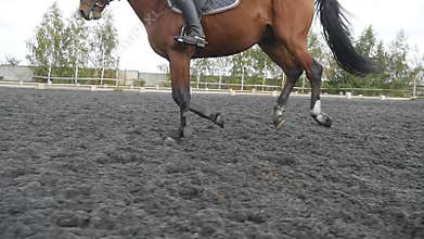 Following to foot of horse running on the sand. Close up of legs of stallion galloping on the wet muddy ground. Slow