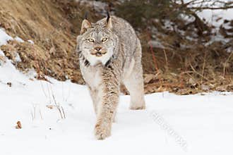 Lynx walking along forest