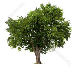 Isolated apple tree