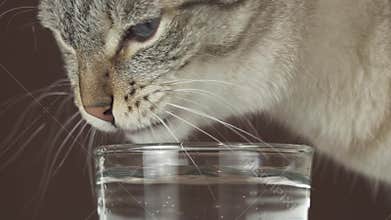 Thai cat drinks water from glass slow motion stock footage video