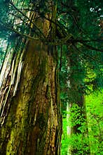 Ancient cedar avenue, Hakone, Japan
