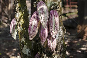 Cacao pods on tree