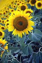 Sun flowers