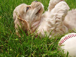 Naughty puppy with baseball