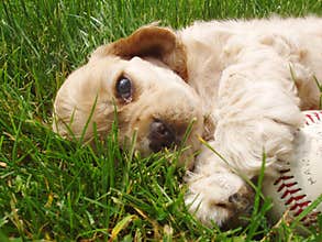 Puppy all tired out