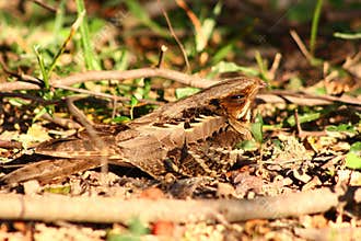 Nightjars