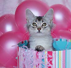 Kitten Surprise!