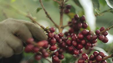 Coffee harvesting