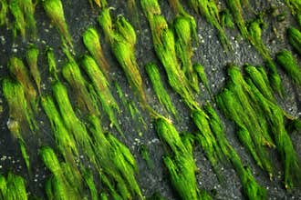 Sea algae on the rock