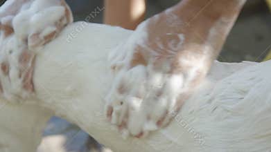 Woman bathing small dog