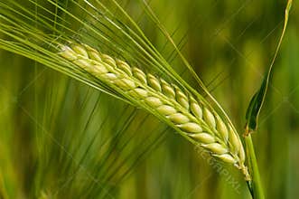 Barley