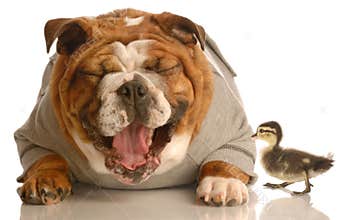 Bulldog laughing at mallard duck