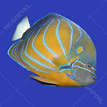 Angelfish