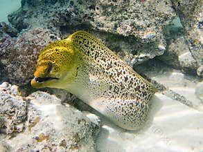 Giant moray eel