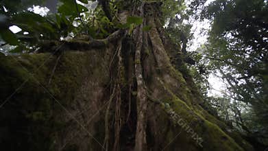 Big tree in rain forest
