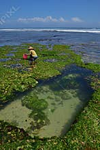 A female worker with large straw hat due to the extreme heat collecting seaweed to be made into deep fried snacks for visitors