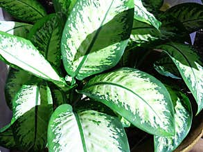 Arrowhead plant or diffenbachia maculata