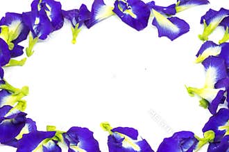 Butterfly pea flower, This flower can coloring matter in Thai dessert having blue and purple color