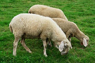 Grazing Sheep