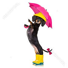 Sausage dachshund umbrella rain dog