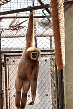 White-handed gibbon monkey called Hylobates lar