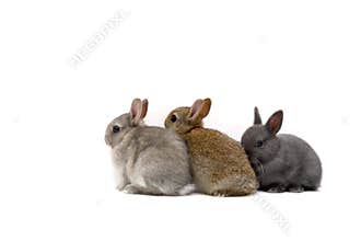 Three Bunnies