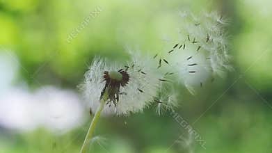Flying dandelion seeds on blurred bokeh grass background in slow motion. 1920x1080