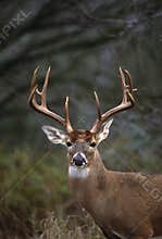 Whitetail Buck Portrait
