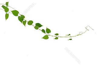 Heart shaped green leaf climbing vines plant isolated on white b