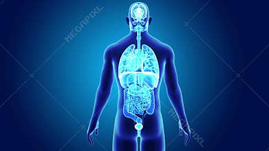Human Organs with Body