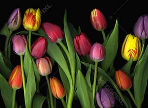 Colorful tulips
