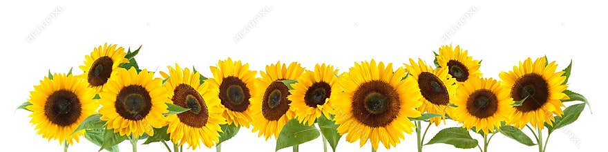 Sunflowers isolated on white background