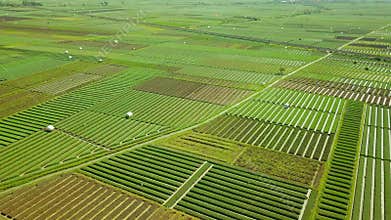 Aerial view of red onion agricultural land